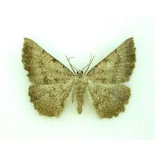 Attēlu rezultāti vaicājumam “Mythimna flammea”