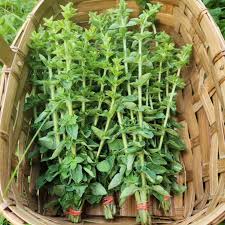 Image result for Oregano