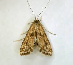 Attēlu rezultāti vaicājumam “Cataclysta lemnata”