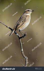 Attēlu rezultāti vaicājumam “Saxicola rubetra juvenile”