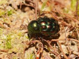 Attēlu rezultāti vaicājumam “Byrrhidae”