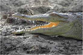 Image result for Crocodylus acutus