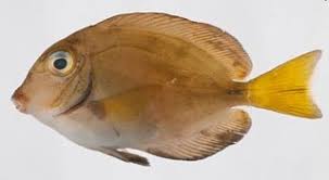 Image result for Acanthurus bahianus