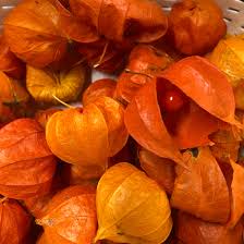 Attēlu rezultāti vaicājumam “Physalis alkekengi fruit”