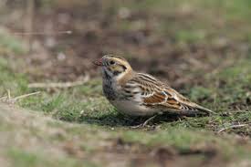 Image result for Calcarius lapponicus