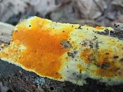 Attēlu rezultāti vaicājumam “Pycnoporellus alboluteus”