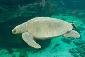 Image result for Lepidochelys olivacea