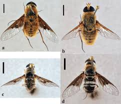 Attēlu rezultāti vaicājumam “Bombyliidae”
