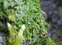 Attēlu rezultāti vaicājumam “Lejeunea cavifolia”