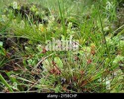 Attēlu rezultāti vaicājumam “Juncus bulbosus leaf”