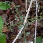 Attēlu rezultāti vaicājumam “Circaea lutetiana fruit”