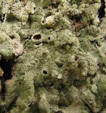 Attēlu rezultāti vaicājumam “Flavoparmelia caperata”