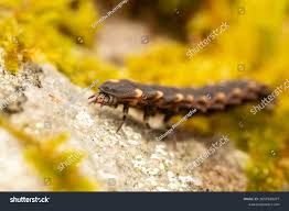 Attēlu rezultāti vaicājumam “Lampyris noctiluca larva”