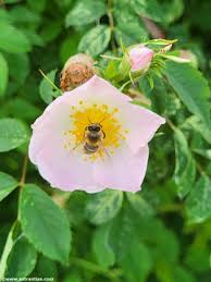 Attēlu rezultāti vaicājumam “Rosa subcanina”