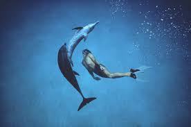 Image result for Durley Dolphin Diver