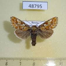 Attēlu rezultāti vaicājumam “Panolis flammea”