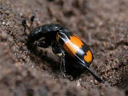 Attēlu rezultāti vaicājumam “Nicrophorus vespilloides”