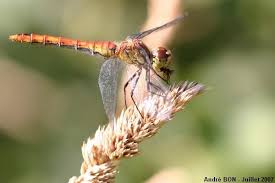 Attēlu rezultāti vaicājumam “Sympetrum vulgatum male”