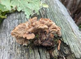 Attēlu rezultāti vaicājumam “Lentinellus ursinus”