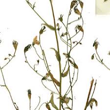 Attēlu rezultāti vaicājumam “Campanula patula”