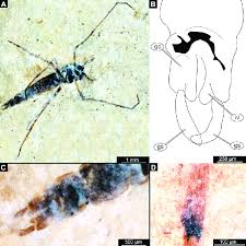 Attēlu rezultāti vaicājumam “Chironomidae imago”