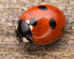 Attēlu rezultāti vaicājumam “Coccinella quinquepunctata”