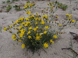 Attēlu rezultāti vaicājumam “Hieracium umbellatum”