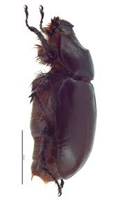 Attēlu rezultāti vaicājumam “Oryctes nasicornis”