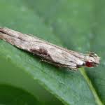 Attēlu rezultāti vaicājumam “Hypatima rhomboidella”