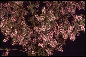 Attēlu rezultāti vaicājumam “Prunus padus var. roseiflora flower”