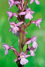 Attēlu rezultāti vaicājumam “Gymnadenia conopsea bud”