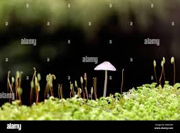 Attēlu rezultāti vaicājumam “Aulacomnium androgynum sporophyte”