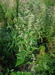 Attēlu rezultāti vaicājumam “Chenopodium acerifolium leaf”