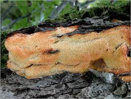 Attēlu rezultāti vaicājumam “Sarcodontia crocea”