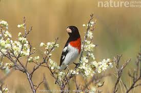 Image result for Pheucticus ludovicianus