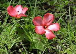 Image result for Abelmoschus moschatus