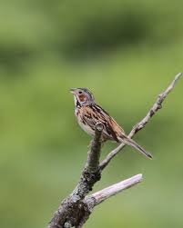 Image result for Emberiza fucata