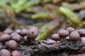 Attēlu rezultāti vaicājumam “Diderma radiatum”