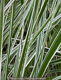Attēlu rezultāti vaicājumam “Calamagrostis arundinacea”