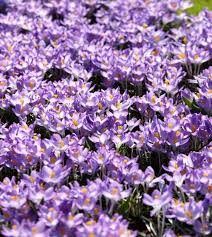 Attēlu rezultāti vaicājumam “Crocus tommasinianus flower”