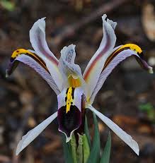 Attēlu rezultāti vaicājumam “Iris rosenbachiana”