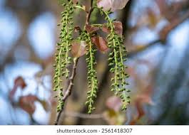 Attēlu rezultāti vaicājumam “Populus x petrowskyana leaf”