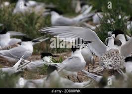 Attēlu rezultāti vaicājumam “Sterna sandvicensis adult”