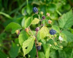 Attēlu rezultāti vaicājumam “Rubus caesius fruit”