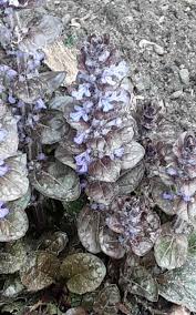 Attēlu rezultāti vaicājumam “Ajuga pyramidalis”