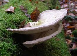 Attēlu rezultāti vaicājumam “Trametes gibbosa”