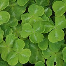 Attēlu rezultāti vaicājumam “Hepatica nobilis leaf”