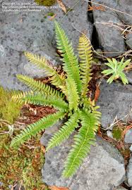 Attēlu rezultāti vaicājumam “Polystichum lonchitis”