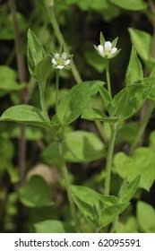 Attēlu rezultāti vaicājumam “Moehringia trinervia bud”