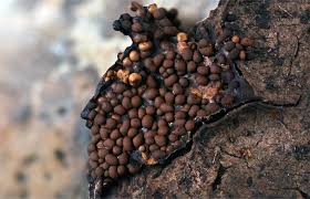 Attēlu rezultāti vaicājumam “Trichia contorta”